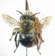 Anthophora 1 002 A.jpg