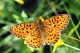 Boloria euf.jpg