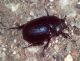 Geotrupidae 11 Giugno 2010 006 Visualizzazione Posta elettronica - Rapida.jpg
