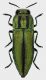 Anthaxia_sponsa_Turchia_Pozanti_Fraxinus_!9-IV-2015_22-IV-2018_8mm_grey.jpg