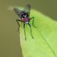 Anthomyiidae forse-3_modificato-1.jpg