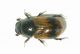 Aphodius conjugatus 20-V-09 Montelago-ex larva.JPG
