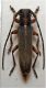 Phytoecia vulneris m.jpg
