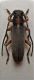 Phytoecia vulneris f.jpg