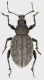 Otiorrhynchus_Umbria_Polino_La_Pelosa_1400m_30-IV-2017_12mm_grey.jpg