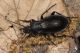 IMG_6190_Carabus_rothi.jpg