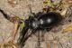 IMG_6163_Carabus_glabratus.jpg