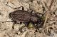 IMG_6215_Carabus_granulatus.jpg