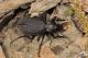 IMG_6242_Carabus_coriaceus.jpg