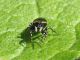 Heliophanus_cupreus (5).jpg
