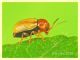 probabile Cryptocephalus sp. 3 mm. su Rubus - Anzio 8.5.2018 (1).JPG