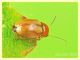 probabile Cryptocephalus sp. 3 mm. su Rubus - Anzio 8.5.2018 (4).JPG