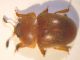 nitidulidae 003 (2).jpg