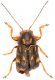 Pachybrachys-Cesine.jpg