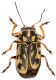 Pachybrachys-Sarmento.jpg