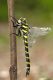 Cordulegaster helladica IMG_9537.jpg