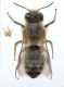 osmia male.jpg