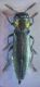 auricollis 009 A.jpg
