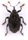Ceutorhynchus obstrictus cf.jpg