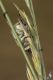 IMG_6612_Hoplia_.jpg