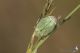 IMG_6613_Hoplia_.jpg