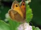 DSC_0111.jpg