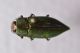 buprestidae.jpg