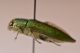 buprestidae2.jpg