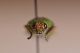 buprestidae3.jpg