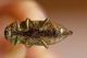 buprestidae4.jpg