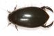 Dityscidae3.JPG