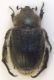 anisoplia 005.JPG