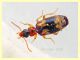 probabile Calodromius sp. circa 4 mm. - Anzio 12.5.2018 (5).jpg