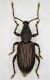 tn_Curco 5,2 mm.jpg
