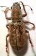 pachyrhinus_A_4-8_calaratjada_180514.jpg