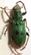 pachyrhinus_B_4-5_calaratjada_180514.jpg