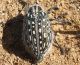 Julodis syriaca distincta.JPG