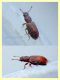probabile Latridiidae - 2 mm. - Anzio 23.5.2018 (5).JPG