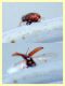 probabile Latridiidae - 2 mm. - Anzio 23.5.2018 (6).JPG
