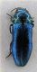 buprestidae1.jpg