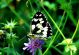 DSC00429.JPG