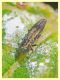 prob. Agrilus derasofasciatus -Anzio - 18.6.2018 - 4 mm. su vite (1).jpg