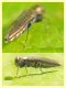 prob. Agrilus derasofasciatus -Anzio - 18.6.2018 - 4 mm. su vite (4).JPG