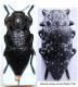 Capnodis sp..JPG