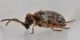 2 anobiidae ptininae baronessa.jpg