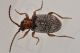 3 anobiidae ptininae baronessa.jpg