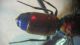 Chrysis 12 001 A.jpg