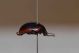 Chrysolina.JPG