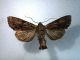 20180610 Apamea sicula ♀Roccella Valdemone Cda Barbabecco.JPG