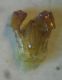 Stelis spp 008 A.jpg